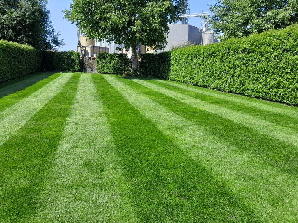 Be Green Siergazon, gazon aanleg, gazon onderhoud, gazon restauratie in limburg en vlaams-brabant