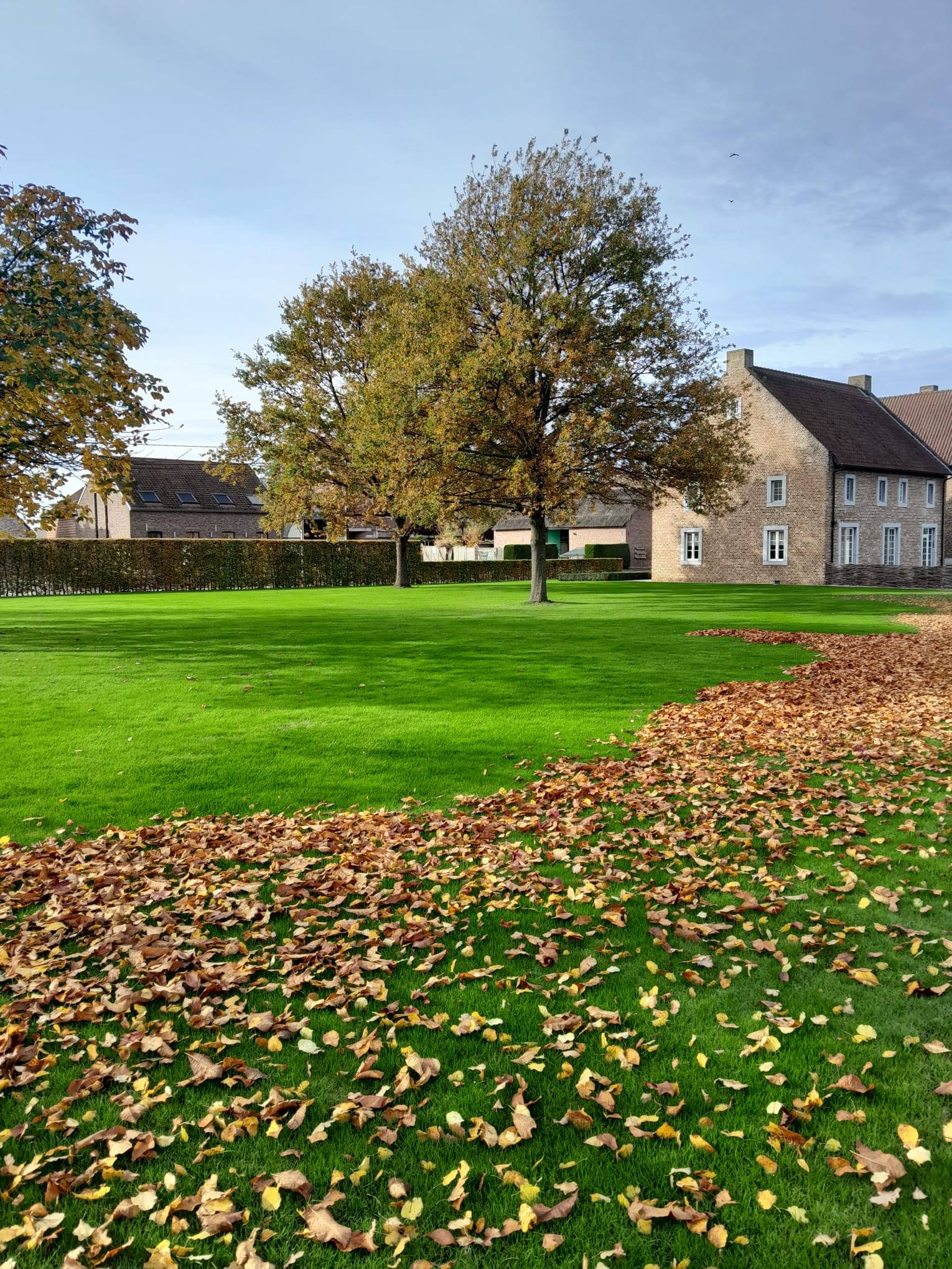 Be Green Siergazon, gazon aanleg, gazon onderhoud, gazon restauratie in limburg en vlaams-brabant